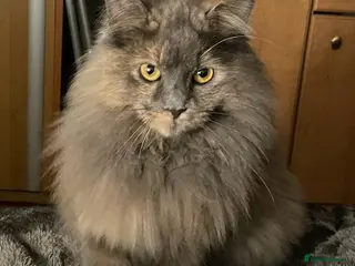 Maine Coon cats Gorgeous Maine Coon kittens - Advert 6