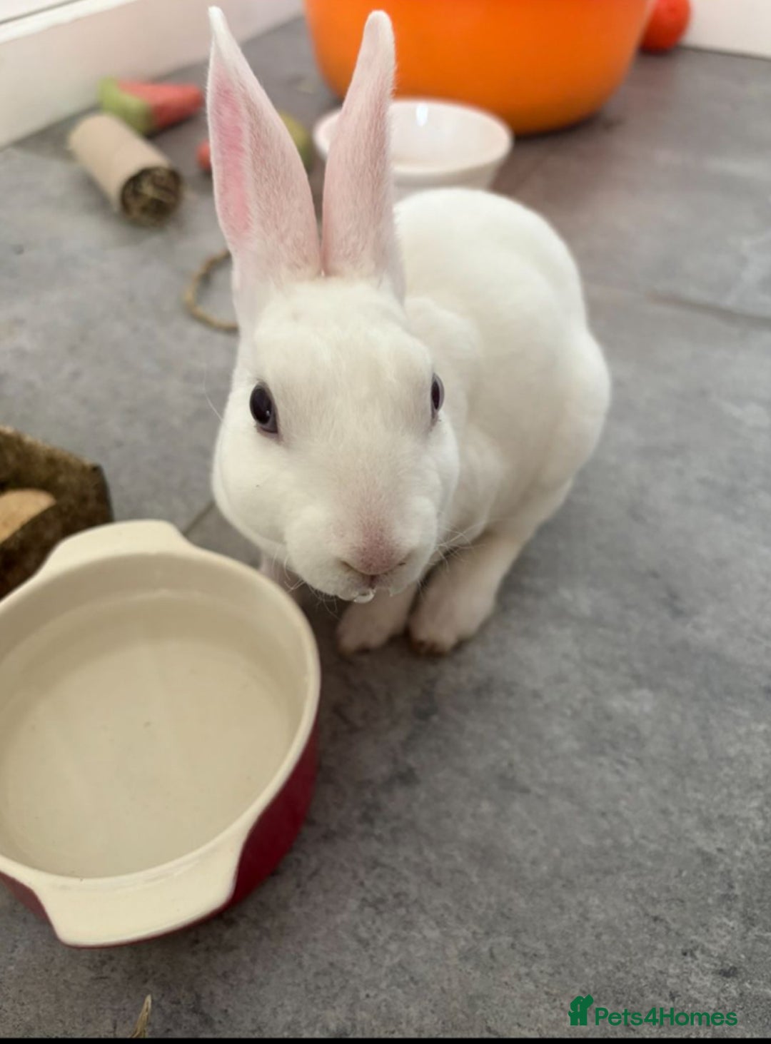 Mixed Breed rabbits for sale: 2 healthy, young rabbits for rehoming - Advert 3