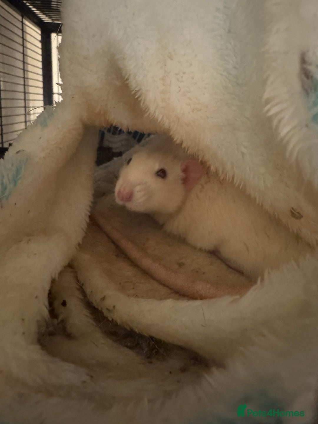 Rat rodents for sale: 2 adult rats for rehoming — experienced owners - Advert 4