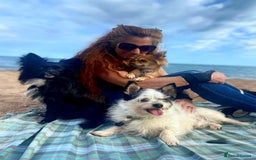 Chihuahua dogs for sale: Longhaired Chihuahua-Needs the best home  - Image 4