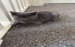 British Shorthair cats for sale: British shorthair  - Image 9