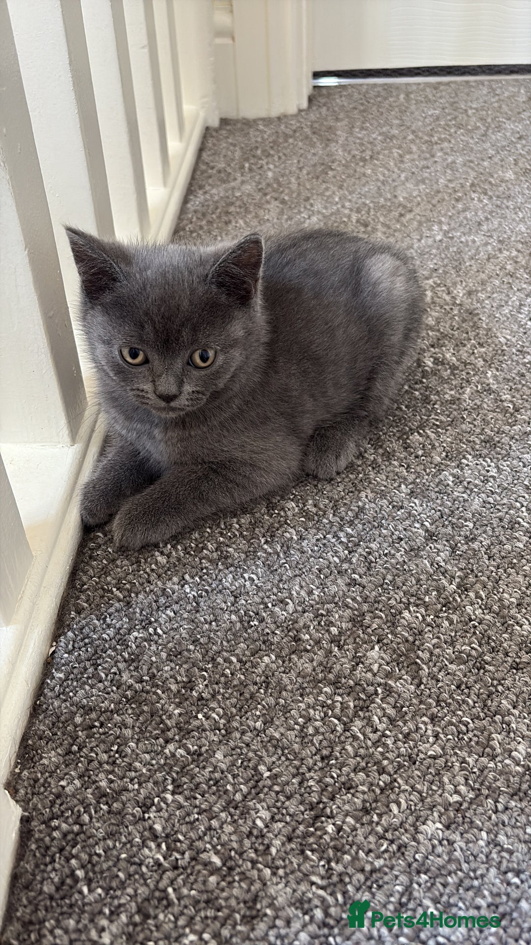British Shorthair cats for sale: British shorthair  - Image 9