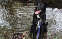 Border Collie dogs for sale: Border collie  - Image 2