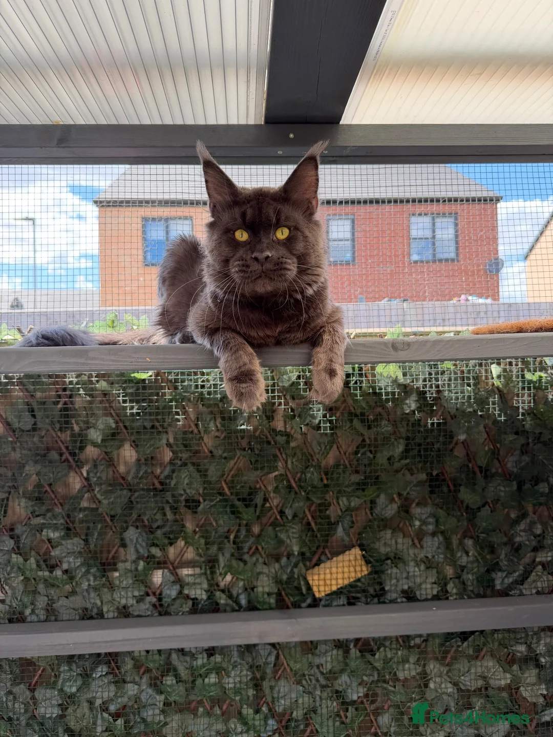 Maine Coon cats for stud: Mainecoon proven stud - Advert 2