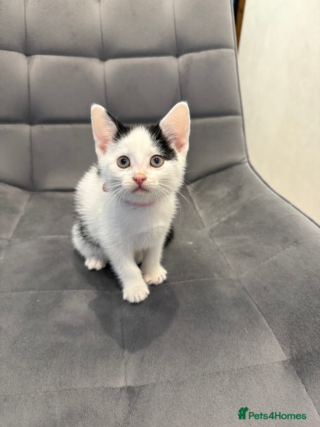 Mixed Breed cats for sale: Kittens for sale - Advert 1