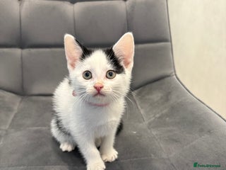 Mixed Breed cats Kittens for sale - Advert 3