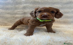 Cocker Spaniel dogs for sale: KC REG Outstanding pedigree Working Cocker Spaniel - Image 7
