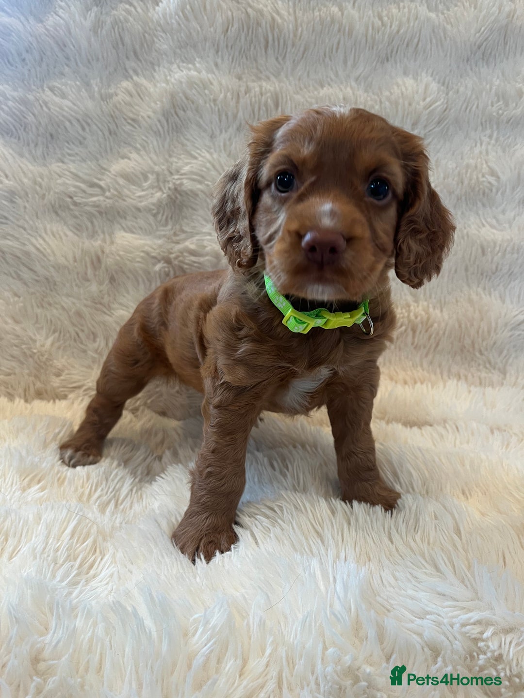 Cocker Spaniel dogs for sale: KC REG Outstanding pedigree Working Cocker Spaniel - Image 7
