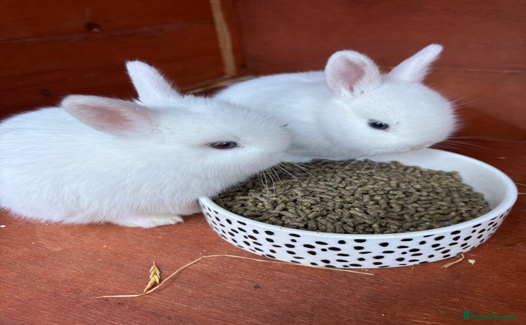 Netherland Dwarf rabbits - Advert 11