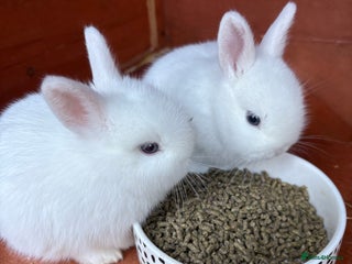Netherland Dwarf rabbits - Advert 6