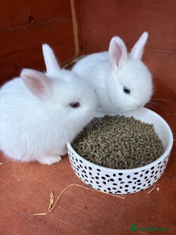 Netherland Dwarf rabbits - Advert 3