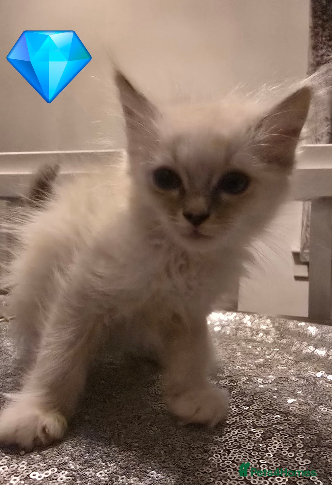 Ragdoll cats for sale: Ragdoll kittens  - Advert 3