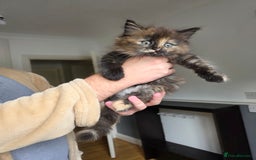 Mixed Breed cats for sale: Lovely long-hair kitten - Image 2