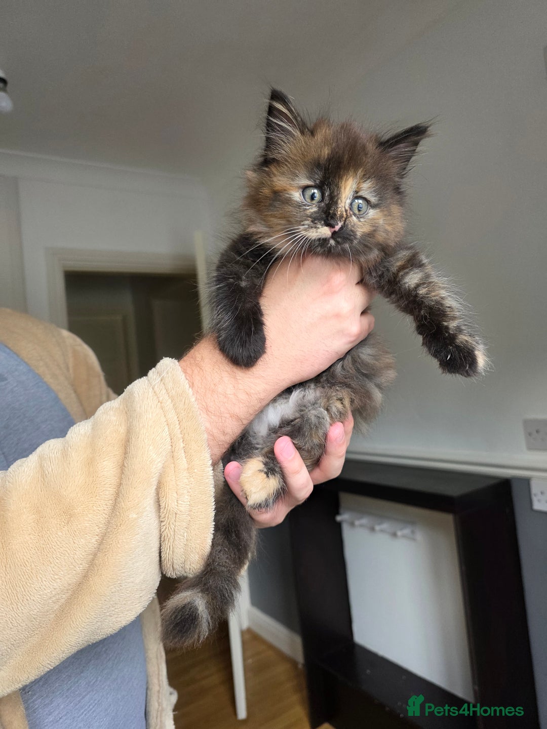 Mixed Breed cats for sale: Lovely long-hair kitten - Image 2