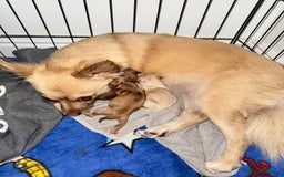 Chihuahua dogs for sale: Chihuahua puppies  - Image 7