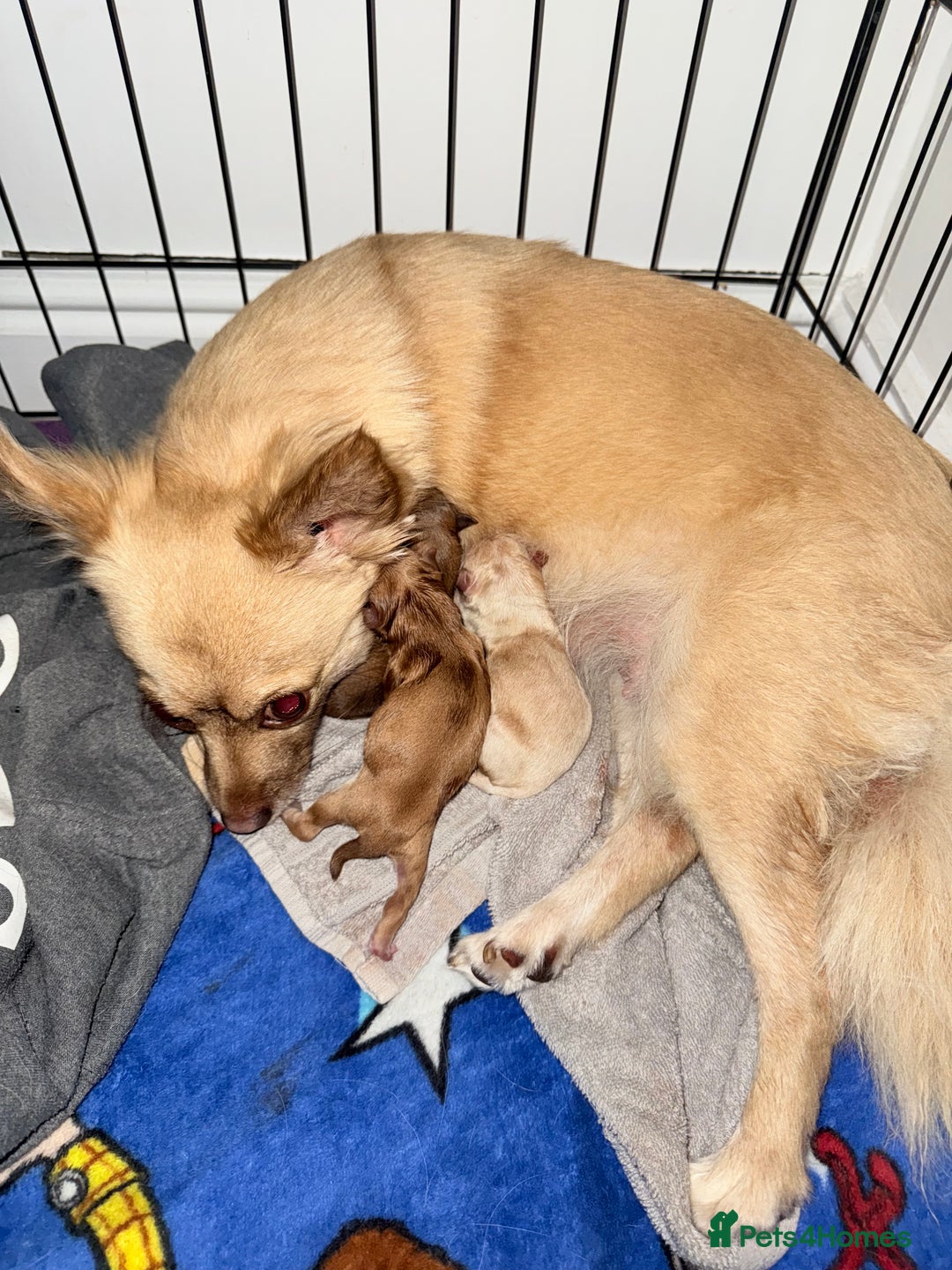 Chihuahua dogs for sale: Chihuahua puppies  - Image 7