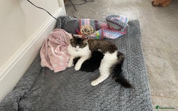 Mixed Breed cats for sale: Gorgeous little boy  - Image 4