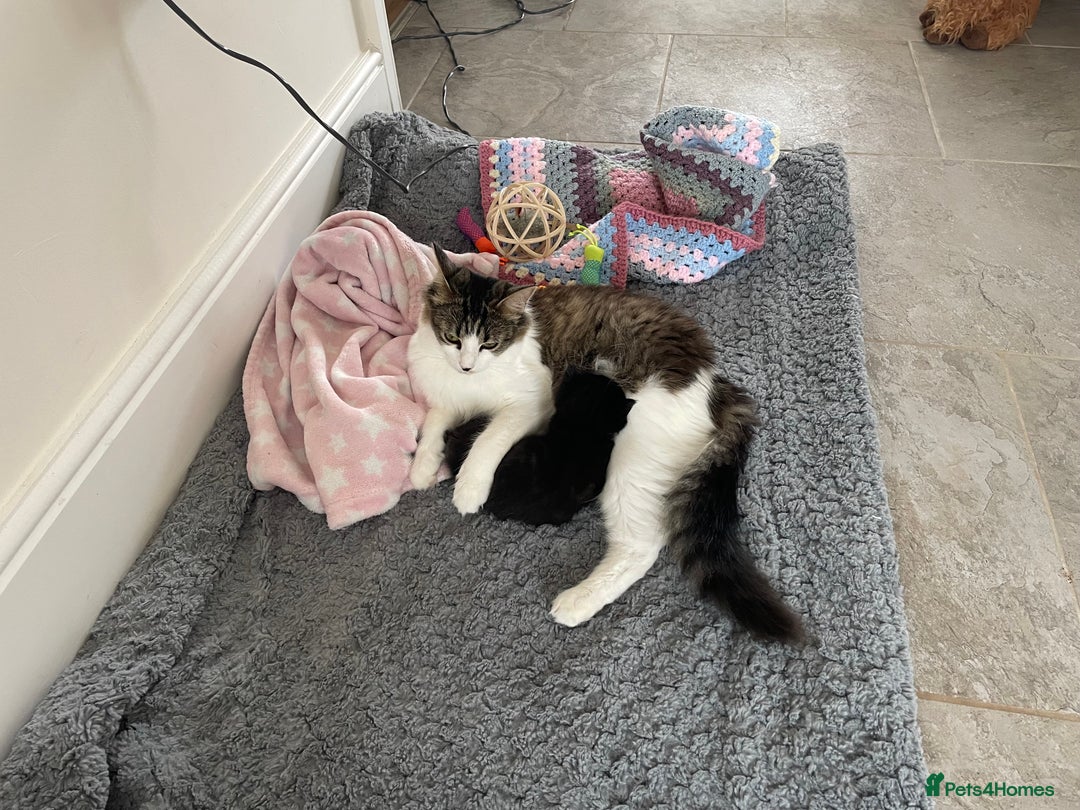 Mixed Breed cats for sale: Gorgeous little boy  - Image 4