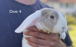 Mini Lop rabbits for sale: Gorgeous Pure Mini Plush Lops - Image 16