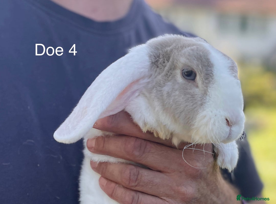 Mini Lop rabbits for sale: Gorgeous Pure Mini Plush Lops - Image 16