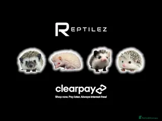 Pygmy Hedgehog rodents PYGMY HEDGEHOGS - Advert 17