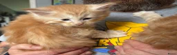 Maine Coon cats for sale: Gorgeous Ben & Jerry Maincoon boys  - Advert 7