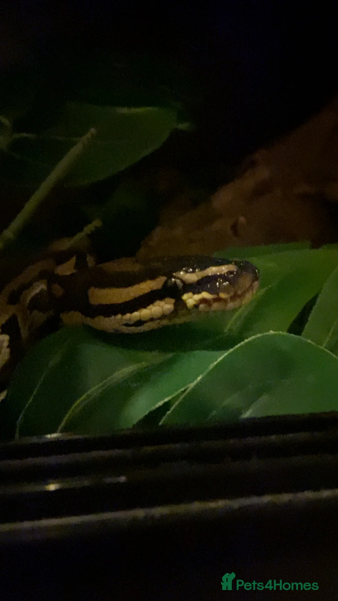 Python Snake reptiles for sale: 2 1/2yo Wild type X (confusion) royal python . - Advert 4