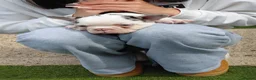 French Bulldog dogs for sale: Female french bulldog - Advert 3