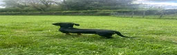 Dachshund dogs for sale: Black and Tan boy  - Advert 2