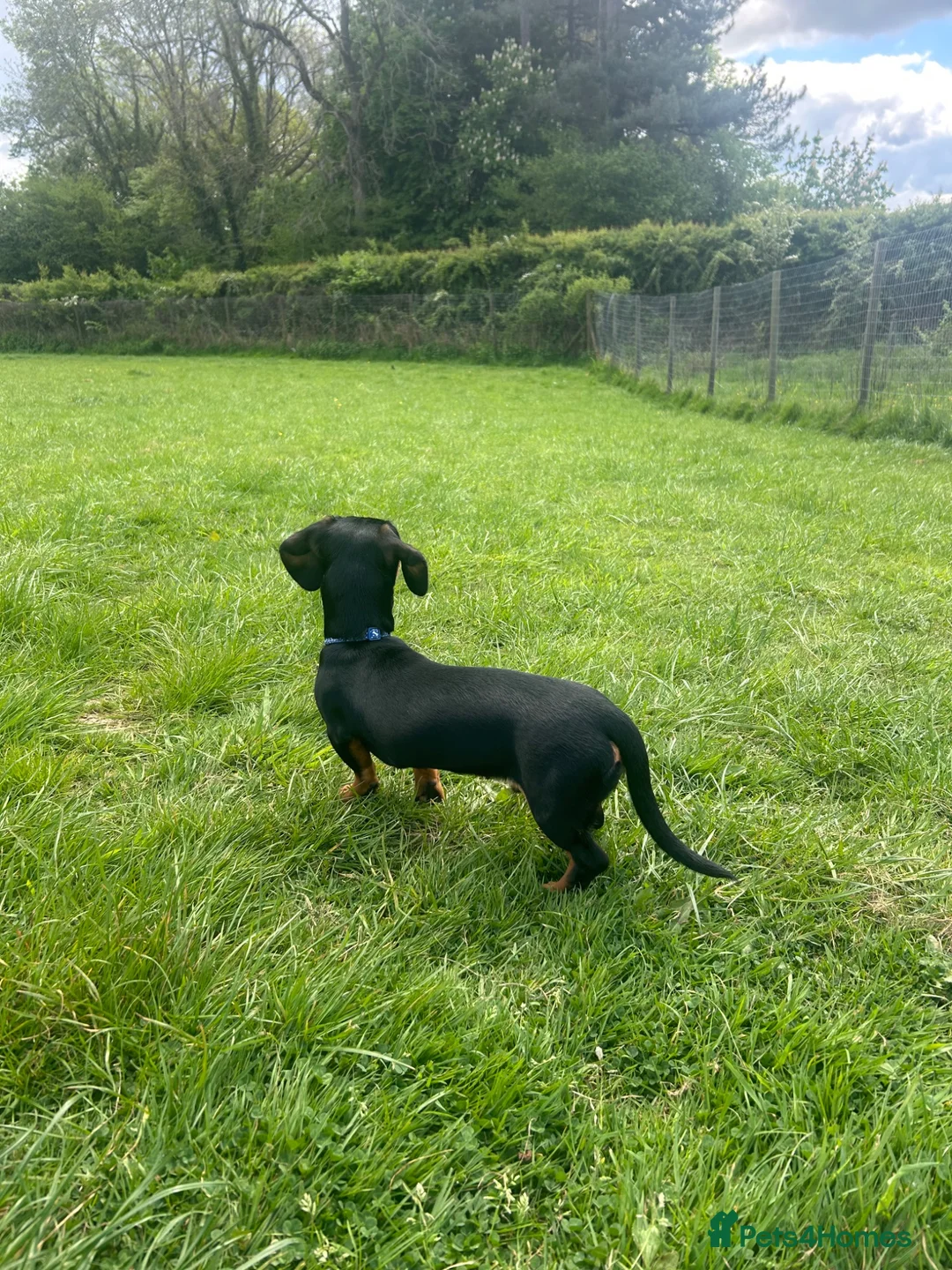 Dachshund dogs for sale: Black and Tan boy  - Advert 2