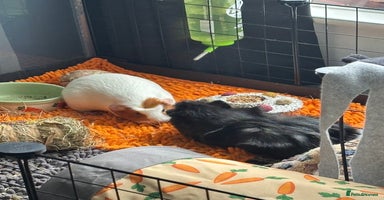 Guinea Pig rodents - Advert 13