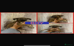 Mixed Breed dogs for sale: Greyhound - Image 4