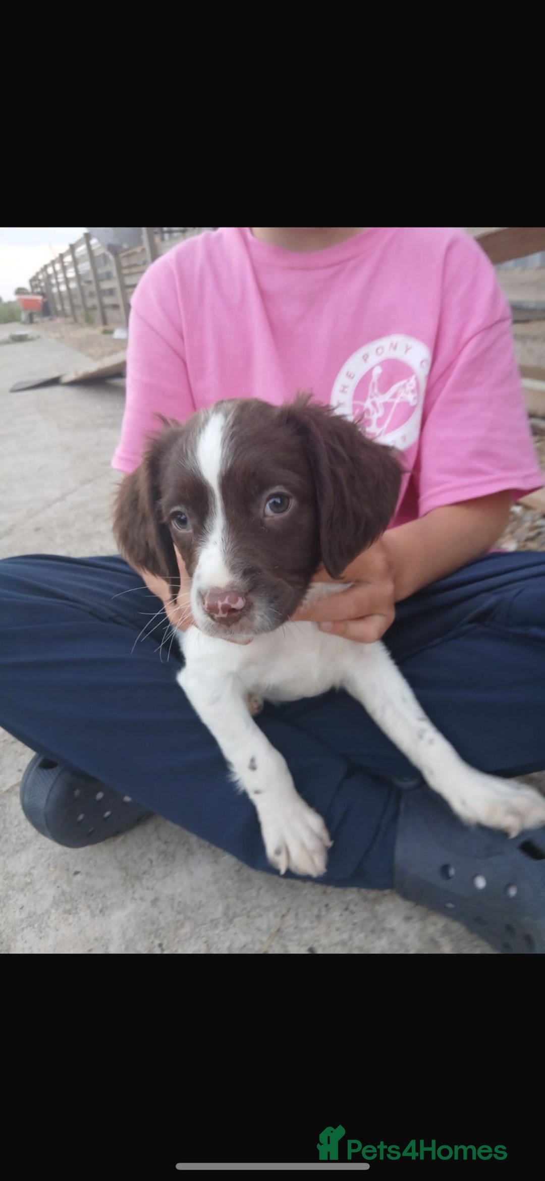 English Springer Spaniel dogs for sale: Beautiful girl looking for her forever family  - Image 9