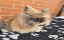 Lionhead rabbits for sale: Double Maned Lionhead  - Image 22