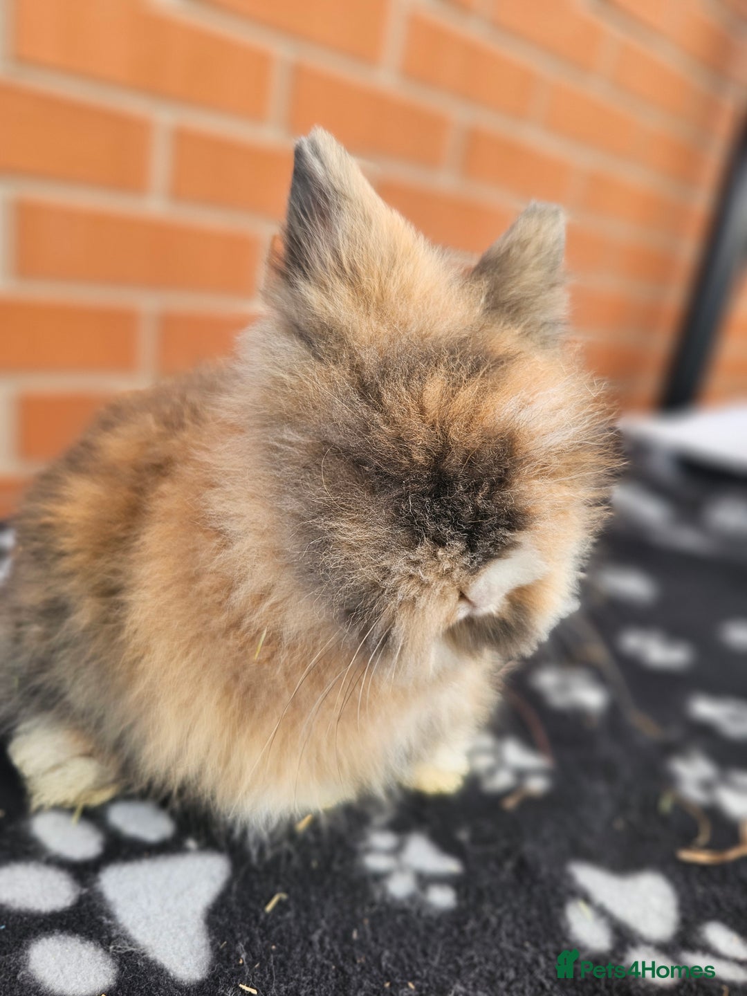 Lionhead rabbits for sale: Double Maned Lionhead  - Image 22