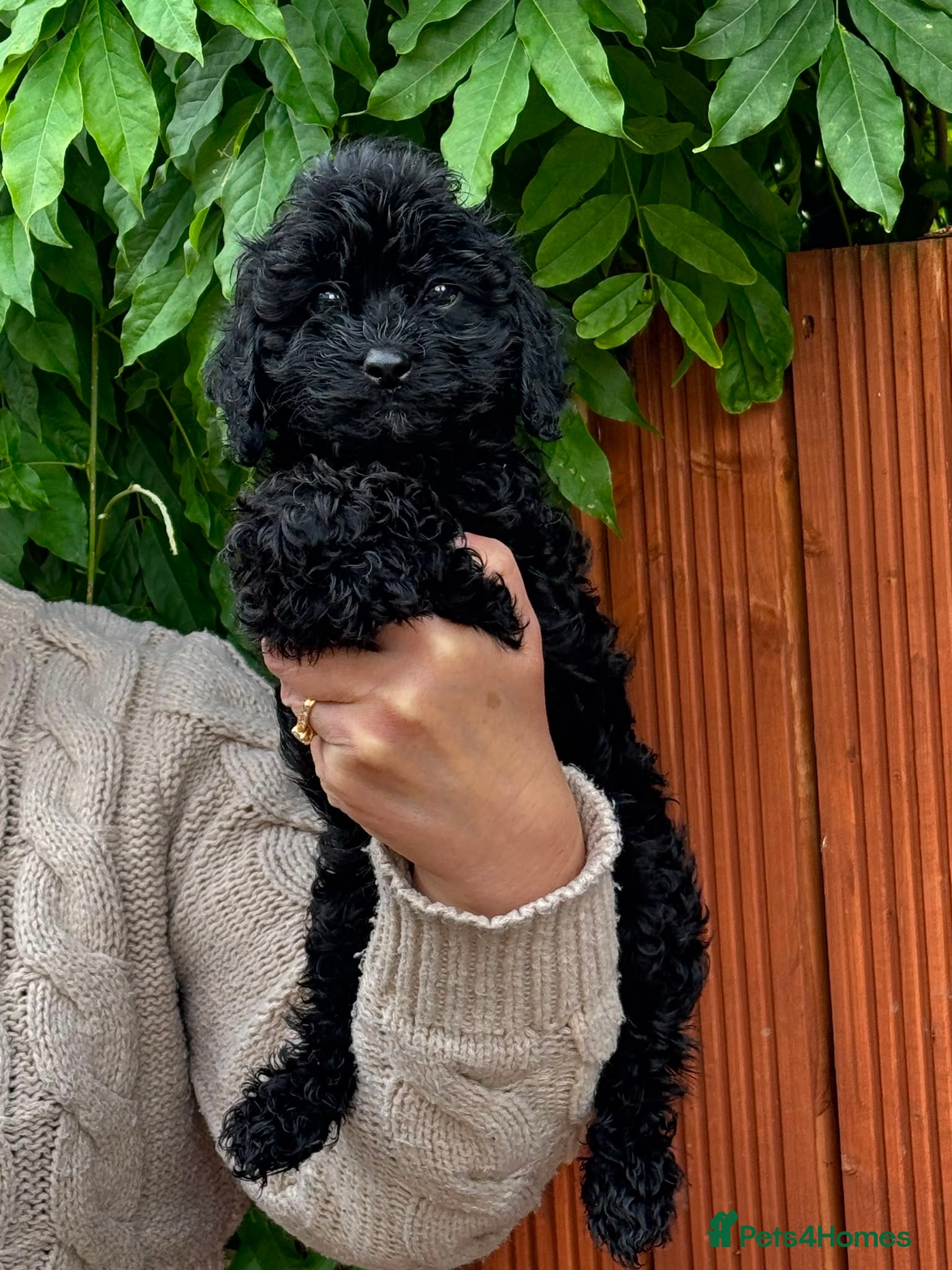 Cavapoo dogs F1 Cavapoos, extensively health tested parents  - Advert 2