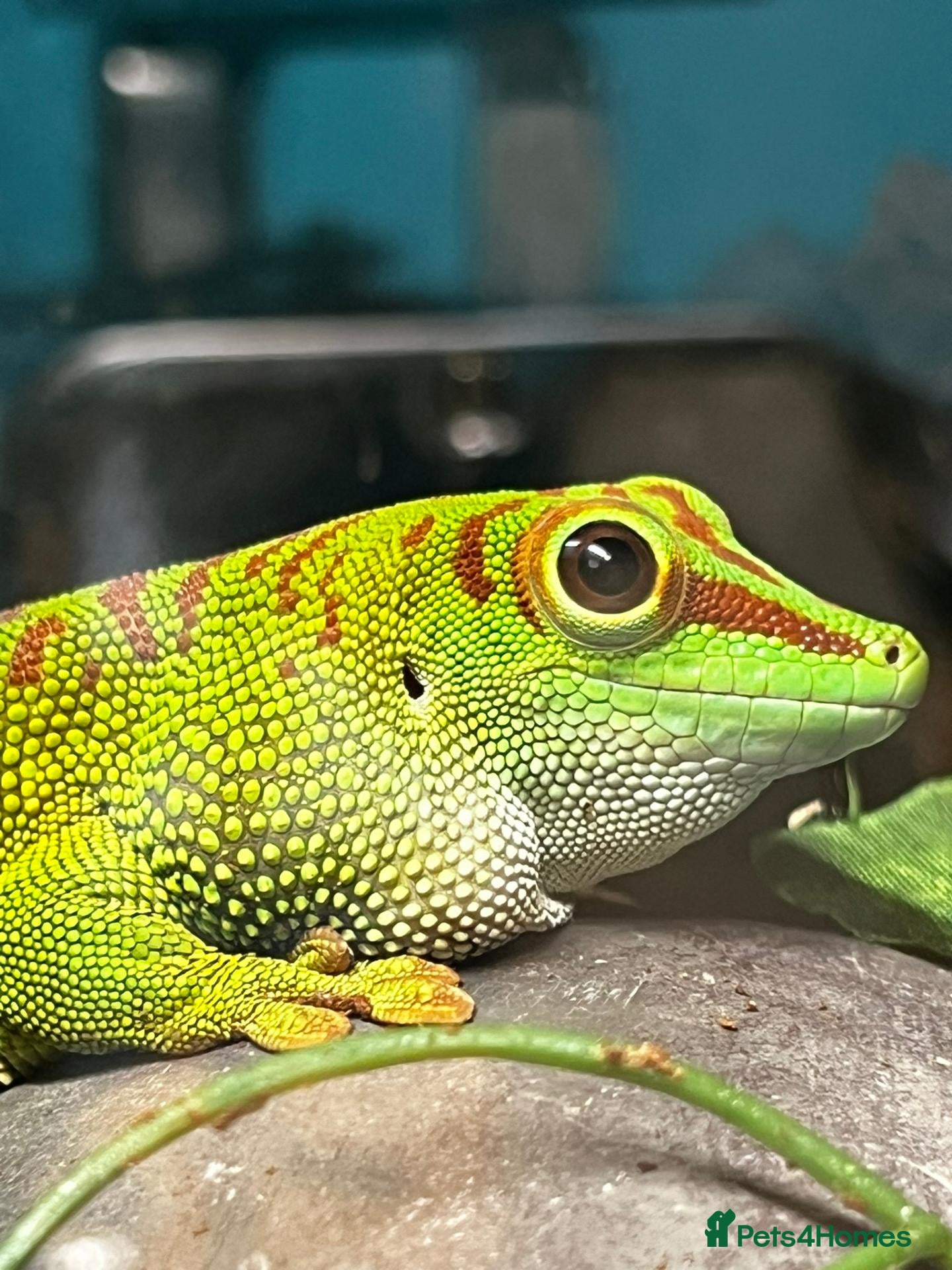 Gecko reptiles for sale: Giant Madagascan Day Gecko + Set-up - Advert 4