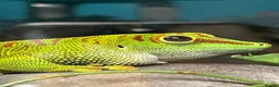 Gecko reptiles for sale: Giant Madagascan Day Gecko + Set-up in Badminton - Advert 1