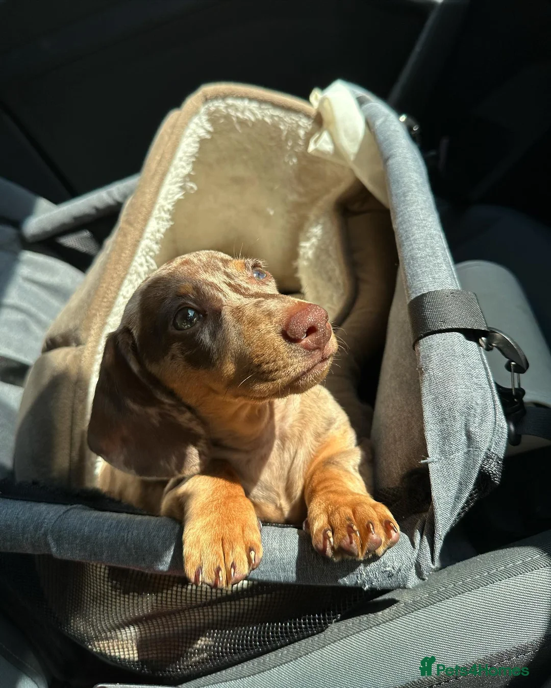 Miniature Dachshund dogs for sale: Beautiful Miniature Dachshund puppy Bella - Advert 6