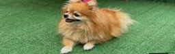 Pomeranian dogs for sale: LUCYY in Exeter - Advert 1