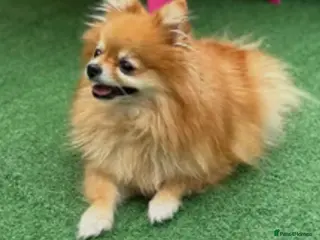 Pomeranian dogs LUCYY - Advert 3