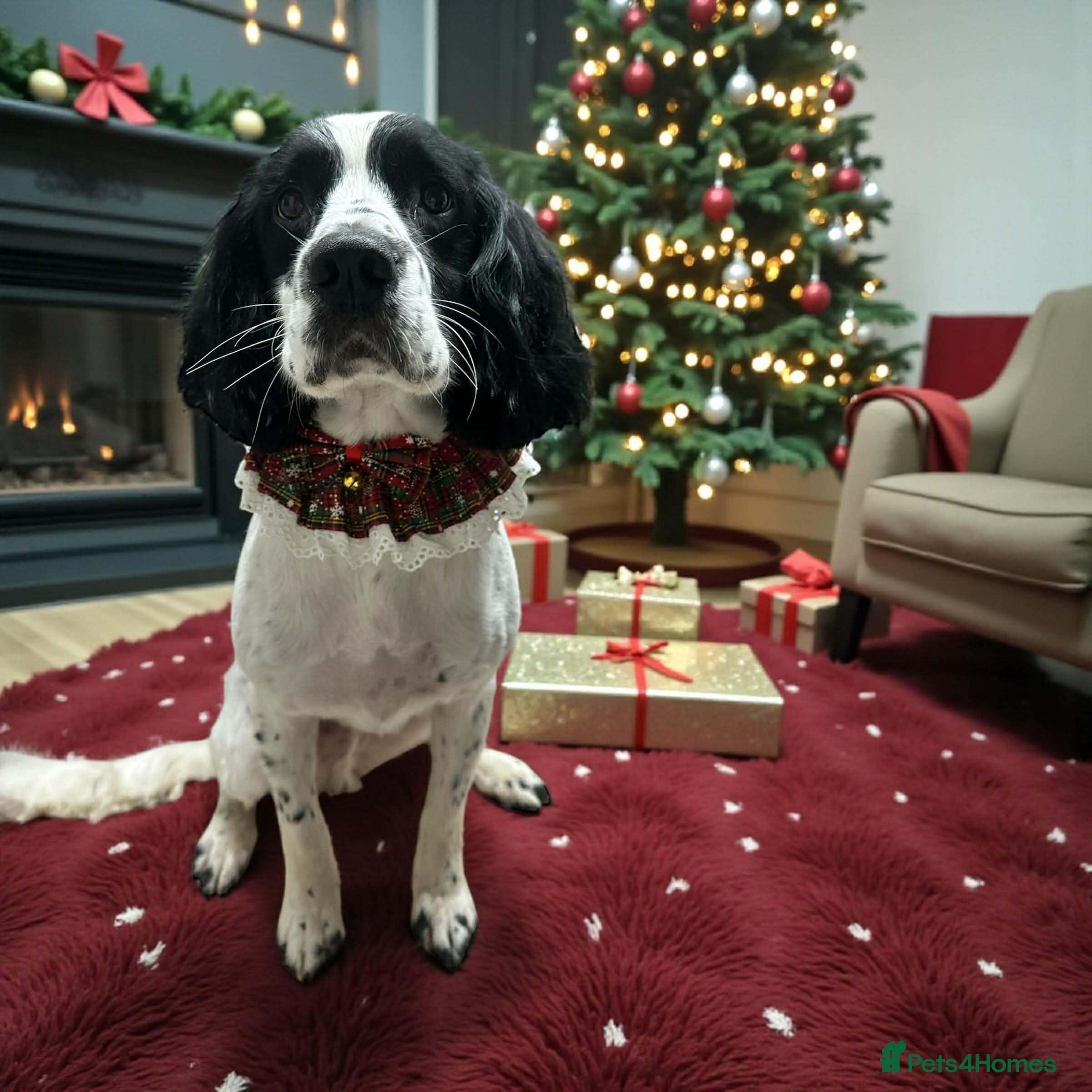 English Springer Spaniel dogs MEET ARLO (English Springer) 2 years old - Advert 1