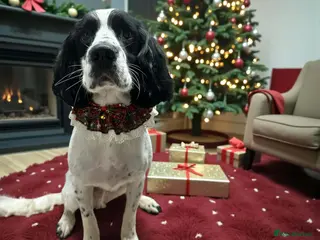 English Springer Spaniel dogs MEET ARLO (English Springer) 2 years old - Advert 1