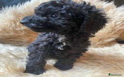 Miniature Poodle dogs for sale: Last little girl miniture poodle,ready now. - Image 13