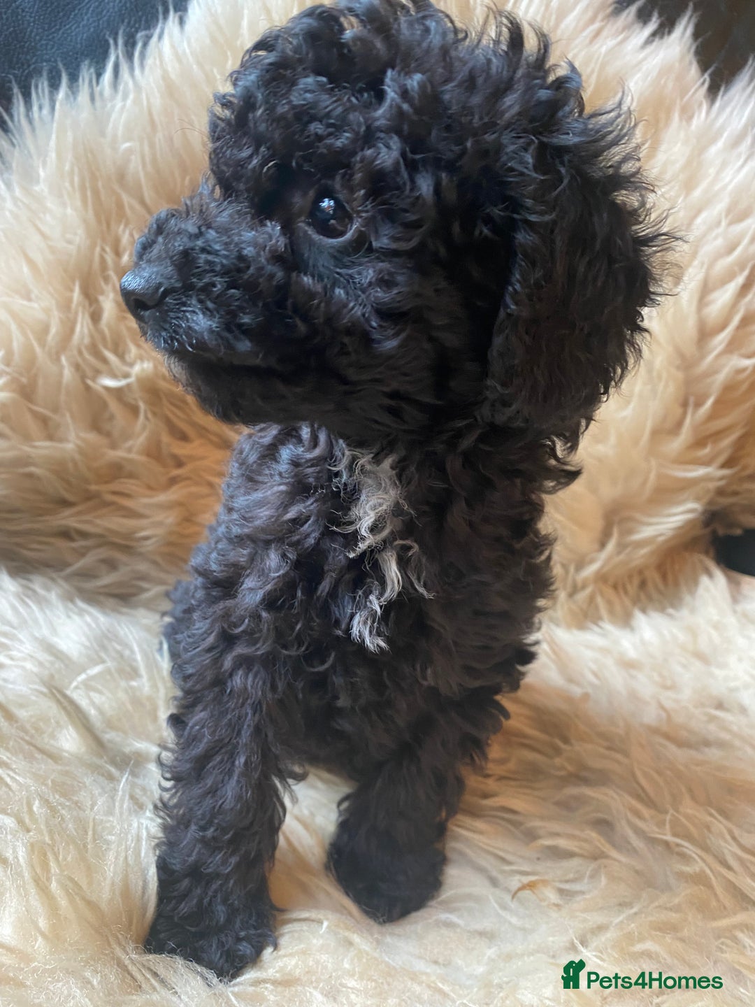Miniature Poodle dogs for sale: Last little girl miniture poodle,ready now. - Image 13