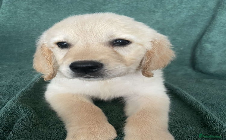 Golden Retriever dogs - Advert 1