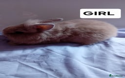 Lionhead rabbits for sale: Pure bred double main Lionhead Rabbits  - Image 3