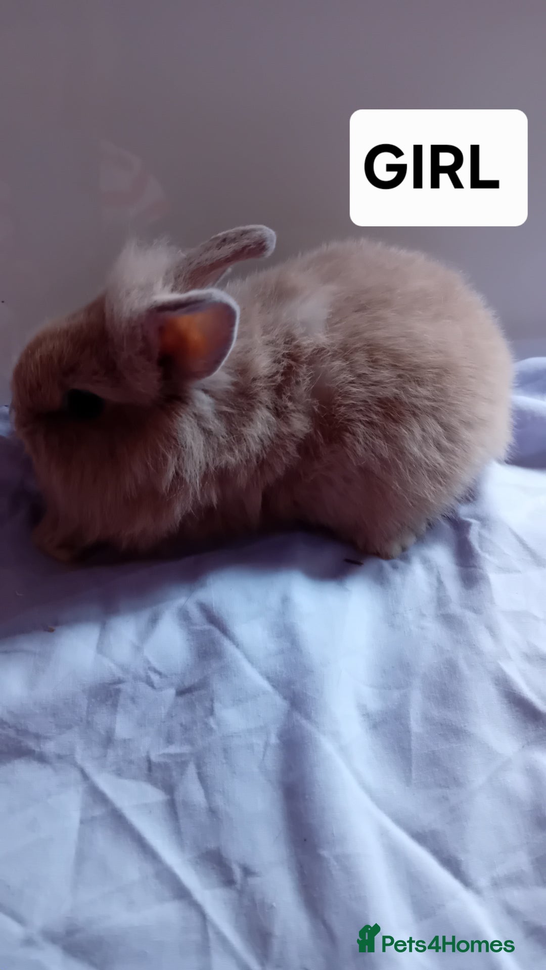 Lionhead rabbits for sale: Pure bred double main Lionhead Rabbits  - Image 3