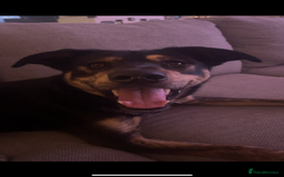 Mixed Breed dogs for sale: Hunter - Image 6