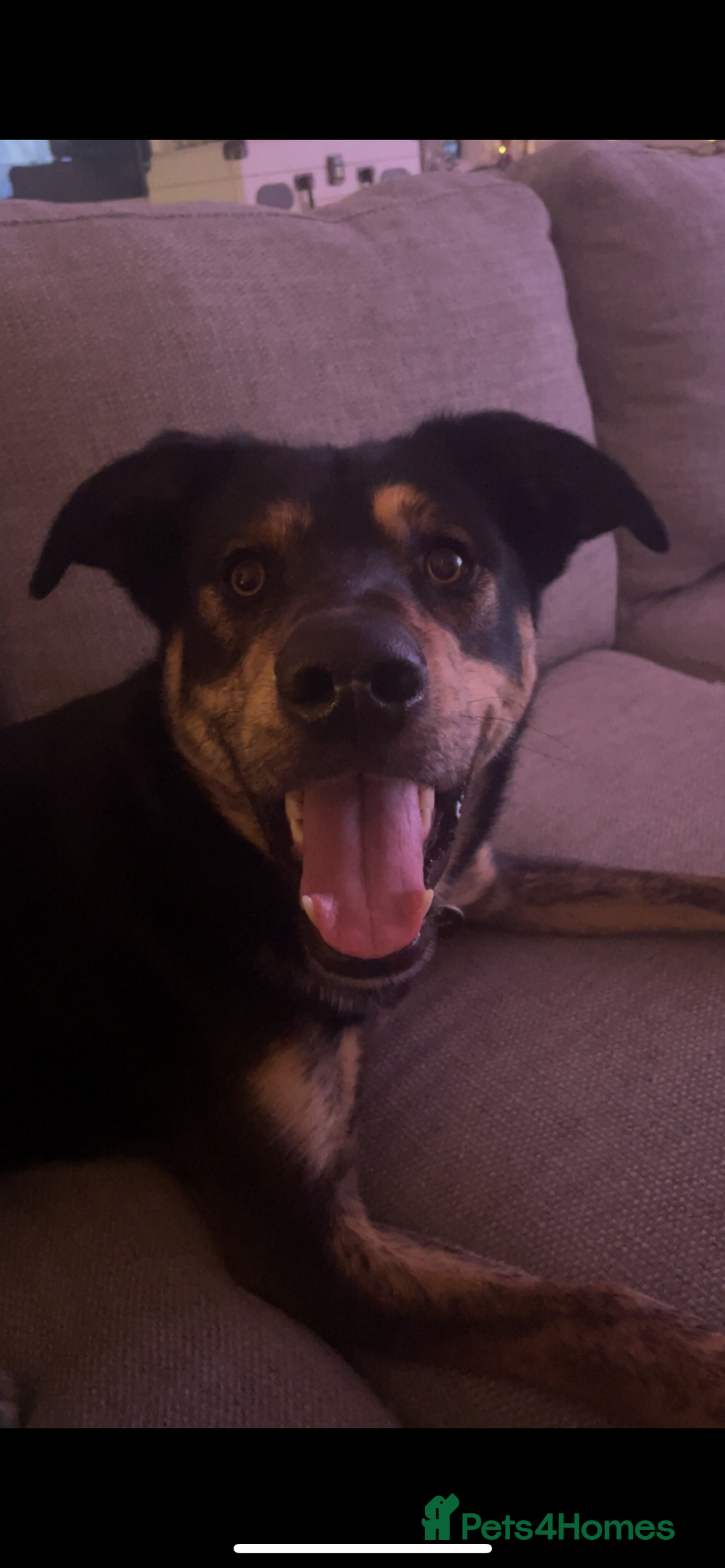 Mixed Breed dogs for sale: Hunter - Image 6
